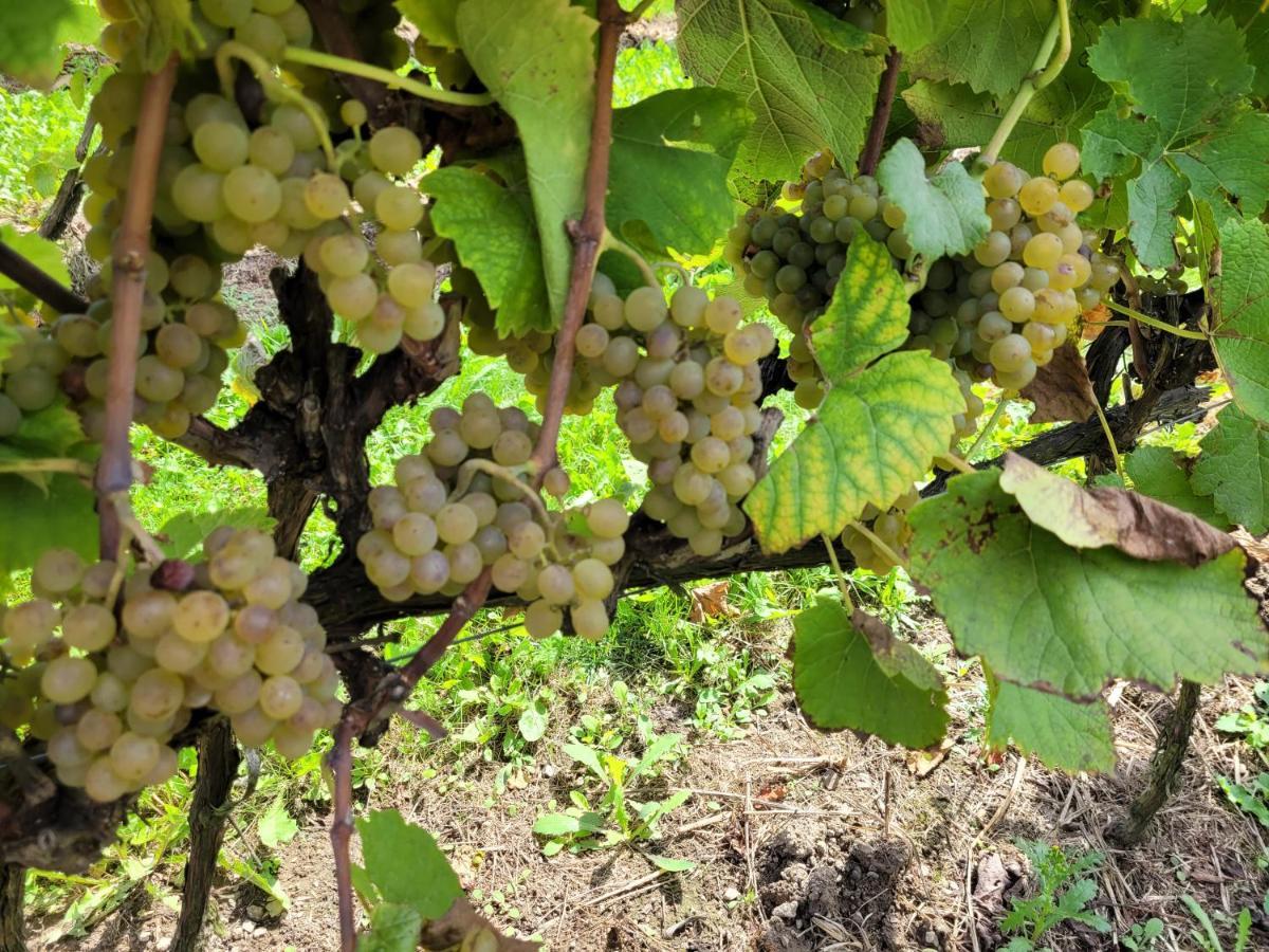 Fantastic View Vineyard Beskid Mountains Gruszow  Экстерьер фото