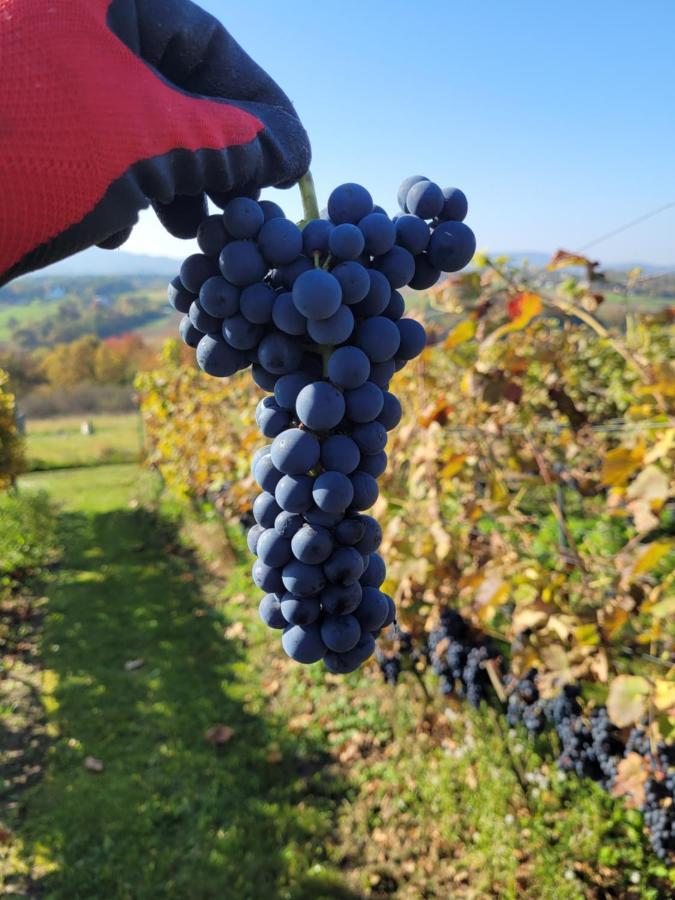 Fantastic View Vineyard Beskid Mountains Gruszow  Экстерьер фото
